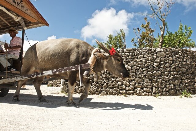 竹富島の牛車｜水牛の引く牛車に乗りのんびり集落を回ります