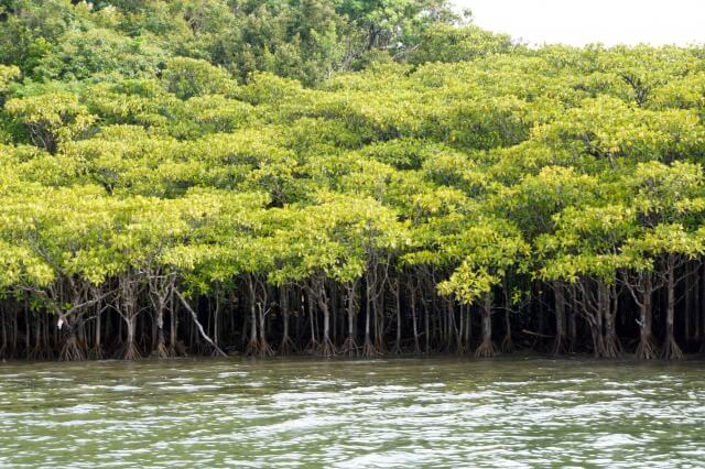 西表島のマングローブ林