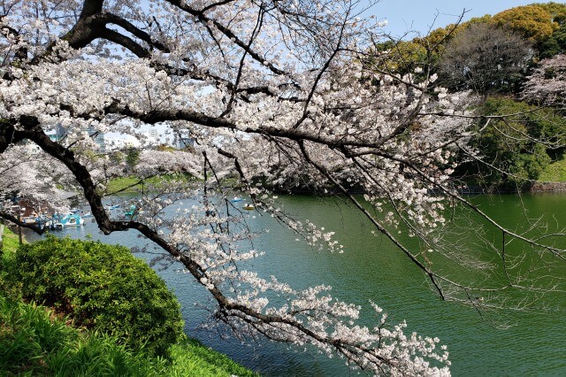 千鳥ヶ淵の桜を見るルート｜③ボート乗り場