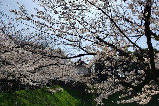 千鳥ヶ淵の桜を見るルート｜⑧北の丸公園