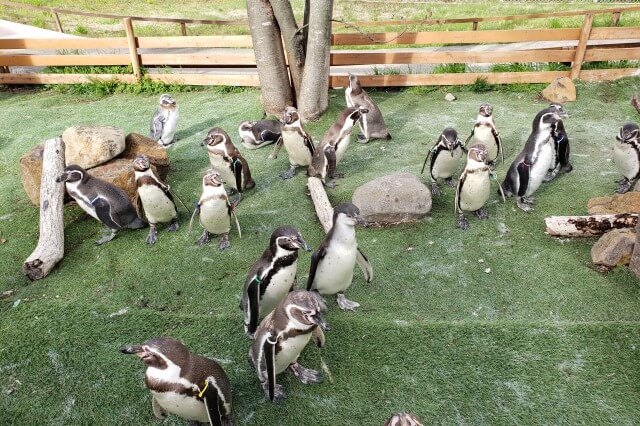 那須どうぶつ王国のペンギンビレッジ｜フンボルトペンギン