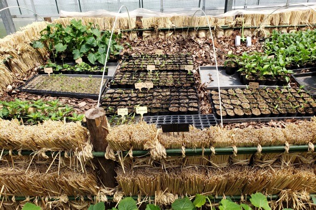 リゾナーレ那須のアグリガーデンの苗を育てるグリーンハウス