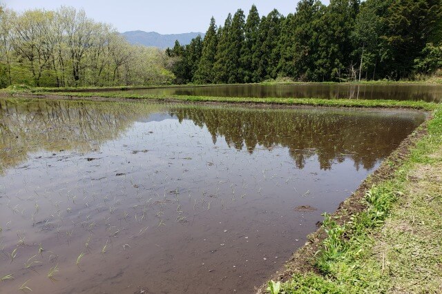 星野リゾート・リゾナーレ那須の田んぼ｜田植えや収穫も体験できる