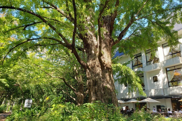 日比谷公園の首かけイチョウ｜推定樹齢400年以上のイチョウの巨木