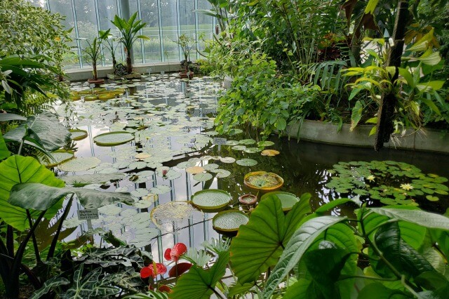 新宿御苑の見どころ｜大温室(植物園)では熱帯の植物が見られます