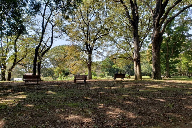 代々木公園のベンチ｜三本きのこの休憩舎など、ベンチが沢山