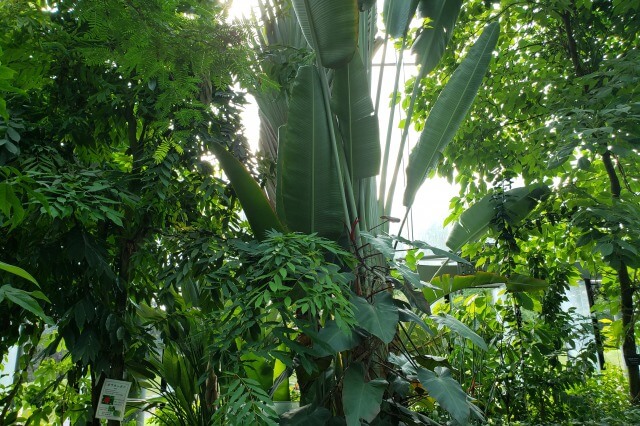 新宿御苑の大温室（植物園）｜人と熱帯の植物