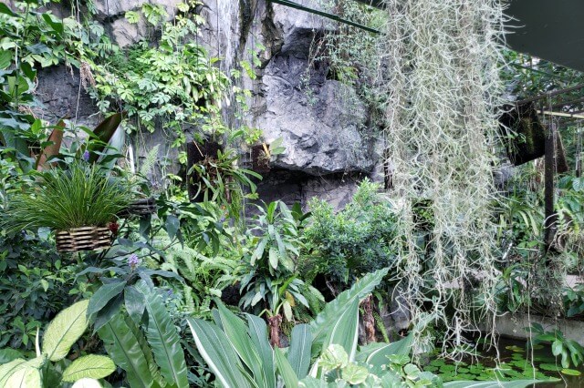 新宿御苑の大温室（植物園）｜熱帯池沼の植物