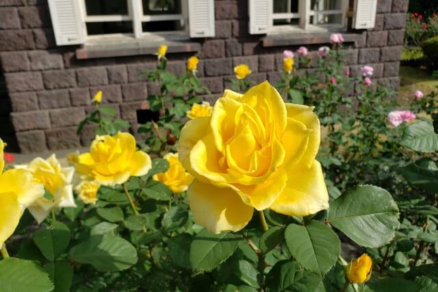 旧古河庭園のバラ園の特徴２｜薔薇の花の種類が多い