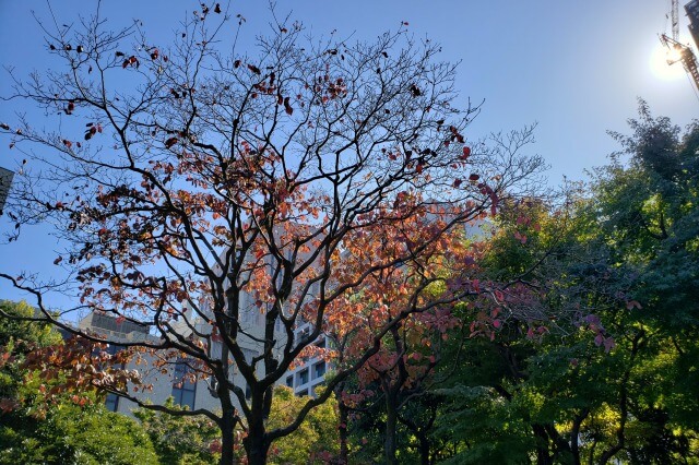 本郷給水所公苑の紅葉｜秋には木々が赤や黄色に色付きます