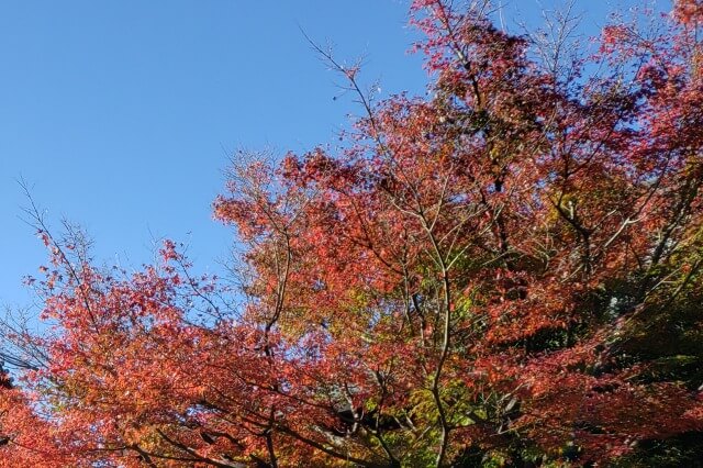 上野(恩賜)公園の紅葉｜上野で紅葉狩り、銀杏拾い