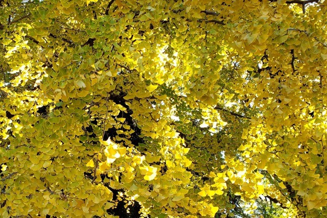 上野(恩賜)公園の紅葉の見頃｜イチョウやもみじが綺麗な時期