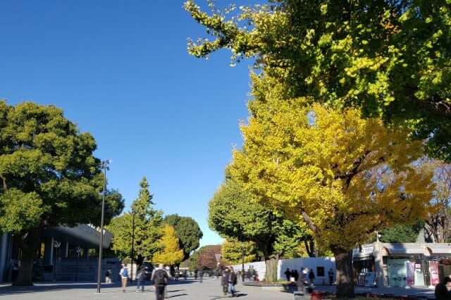 上野(恩賜)公園の紅葉スポット｜JR上野駅周辺のイチョウ