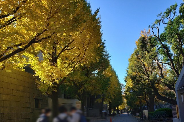 上野(恩賜)公園の紅葉スポット｜東京文化会館周辺のイチョウ