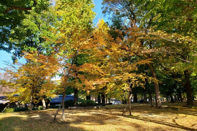 上野(恩賜)公園の紅葉スポット｜東京西洋美術館周辺の紅葉