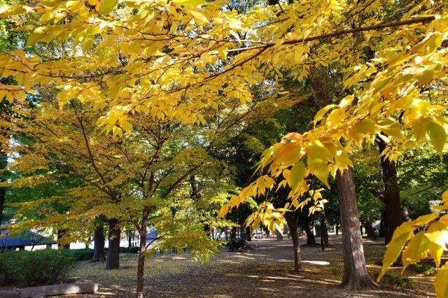 上野(恩賜)公園の紅葉スポット｜東京西洋美術館周辺の紅葉