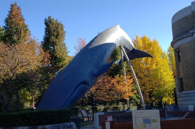 上野(恩賜)公園の紅葉スポット｜東京科学博物館周辺のイチョウ