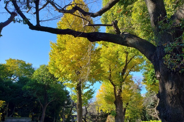 上野(恩賜)公園の紅葉スポット｜グラント将軍植樹碑周辺のイチョウ