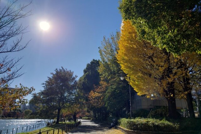 上野(恩賜)公園の紅葉スポット｜不忍池の紅葉