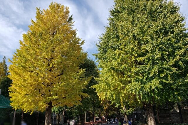 上野(恩賜)公園の紅葉スポット｜上野動物園の紅葉