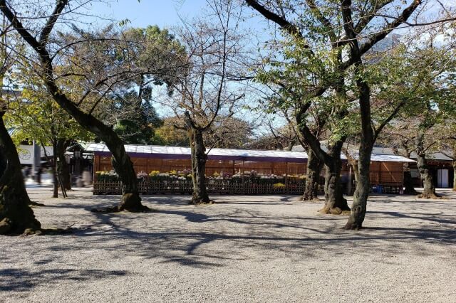 靖国神社(東京)の菊花展の様子