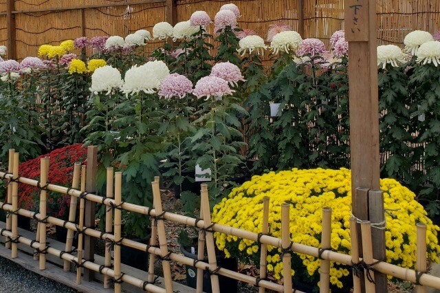 菊花展で展示される菊の種類