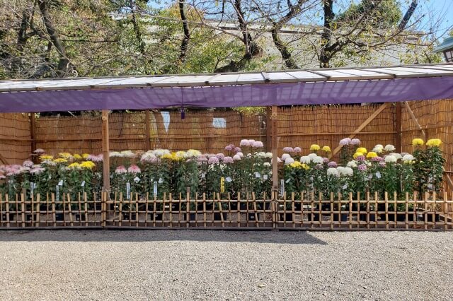 靖国神社(東京)の菊花展｜秋には菊まつりが開催されます
