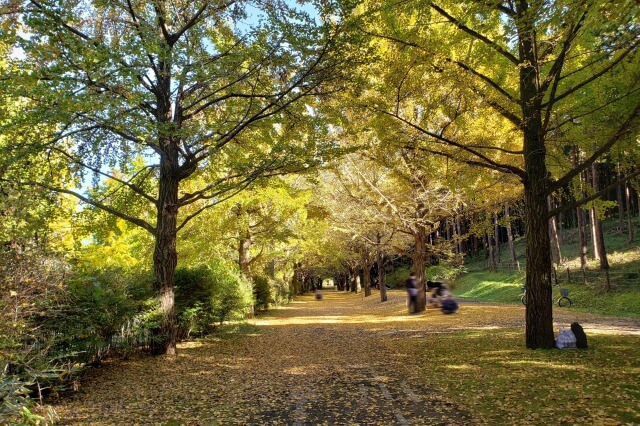 昭和記念公園の紅葉サイクリング｜④玉川上水口～こもれびの丘北
