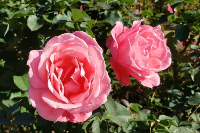 新宿御苑のバラの種類｜多種多様・色とりどりの薔薇が咲き誇ります