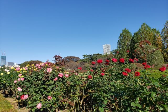 新宿御苑の秋のバラの様子