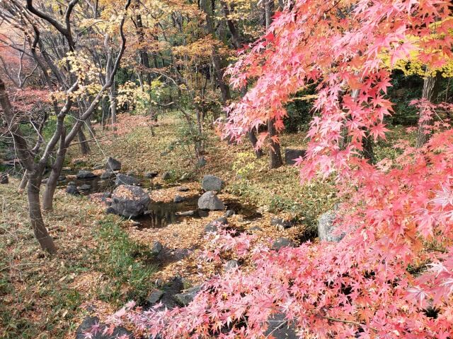 北の丸公園の紅葉の見どころ｜もみじ山の橋から見るもみじ