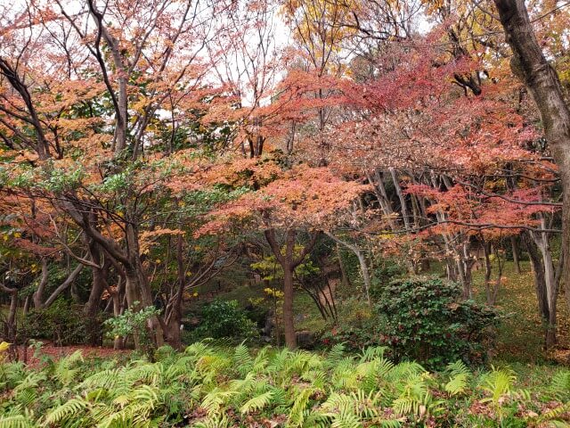 北の丸公園の紅葉の見どころ｜もみじ山周辺の川の景色