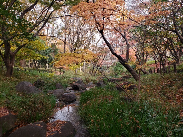 北の丸公園の紅葉の見どころ｜もみじ山周辺の川の景色