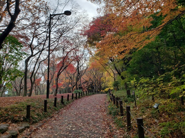 北の丸公園の紅葉の見どころ｜もみじ山の散歩道