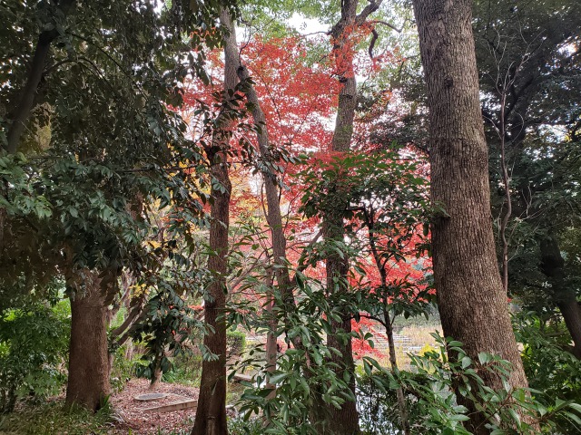 北の丸公園の紅葉の見どころ｜もみじ山から代官通りに向かう散歩道