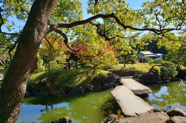 清澄庭園の紅葉の見所｜石橋周辺のもみじとハゼノキ