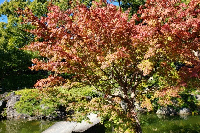清澄庭園の紅葉の見所｜石橋周辺のもみじとハゼノキ