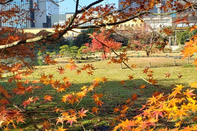 旧芝離宮恩賜庭園の紅葉｜秋になるともみじが綺麗に色づきます