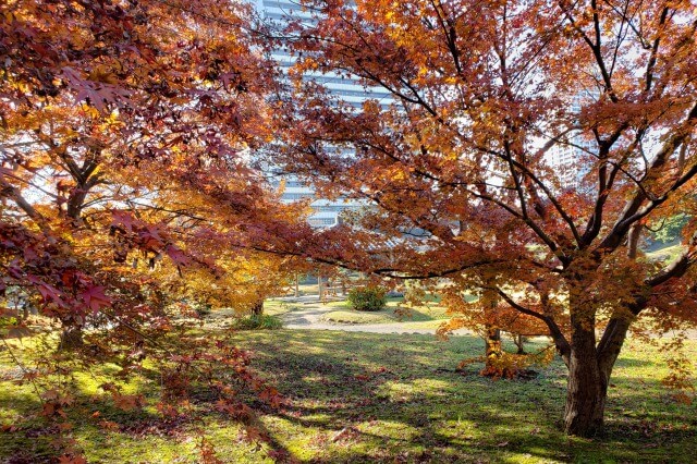 旧芝離宮恩賜庭園の紅葉の見どころ｜あずまや周辺のもみじ