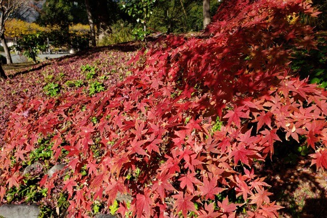 旧芝離宮恩賜庭園の紅葉の見どころ｜小池周辺のもみじ