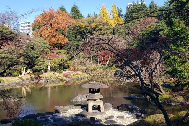 旧古河庭園の紅葉｜見頃の時期には日本庭園がもみじで赤く彩られます