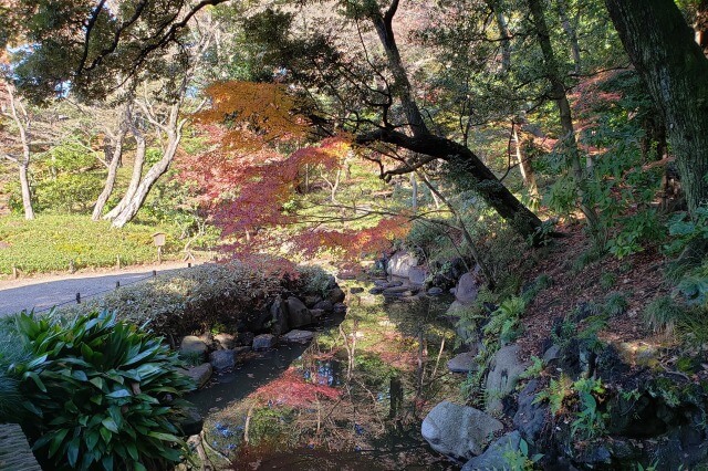 旧古河庭園の紅葉の見どころ｜大滝周辺のもみじ