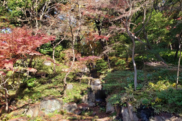 旧古河庭園の紅葉の見どころ｜大滝周辺のもみじ
