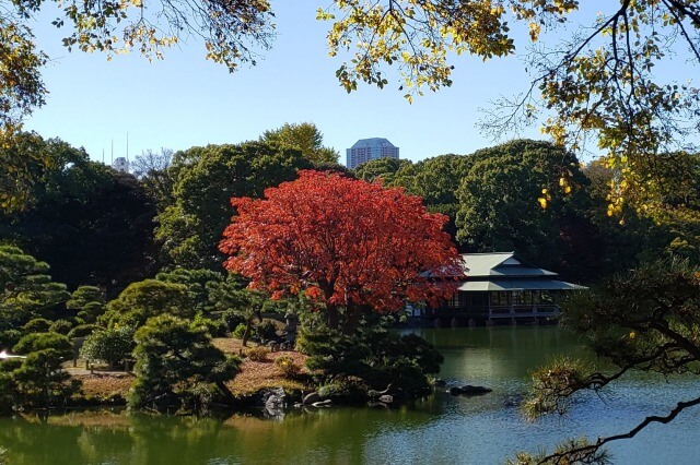   東京の紅葉が綺麗な庭園｜清澄庭園の見頃と見所  