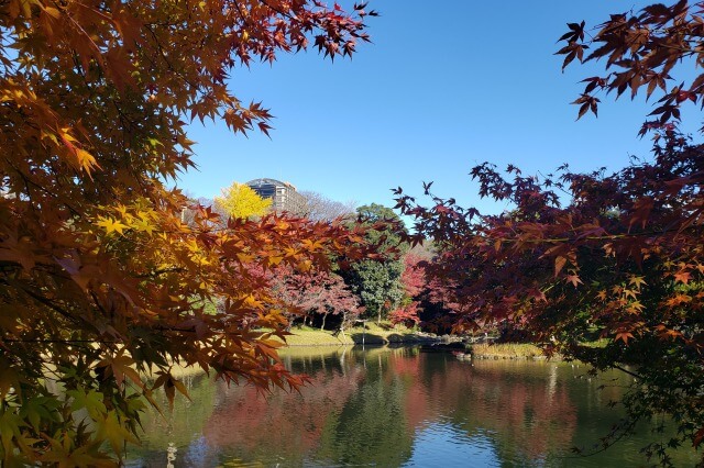 小石川後楽園の紅葉の見頃と見どころ
