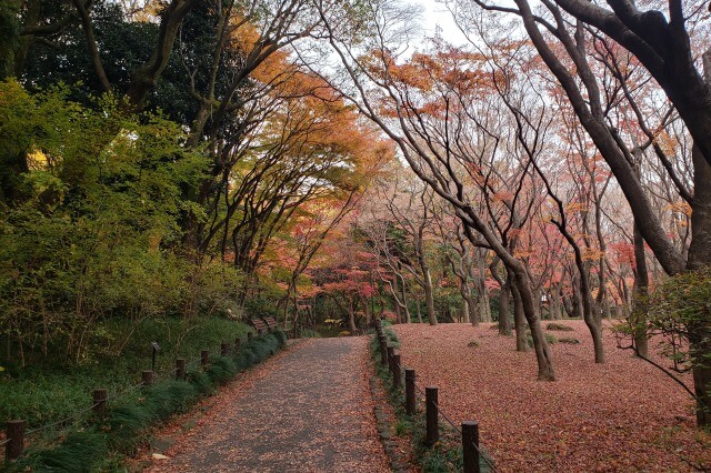  東京の紅葉が綺麗な公園｜北の丸公園の見頃と見所 