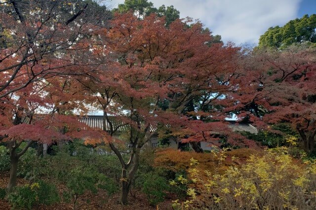 皇居東御苑の紅葉の見どころ｜富士見多聞櫓周辺のもみじ
