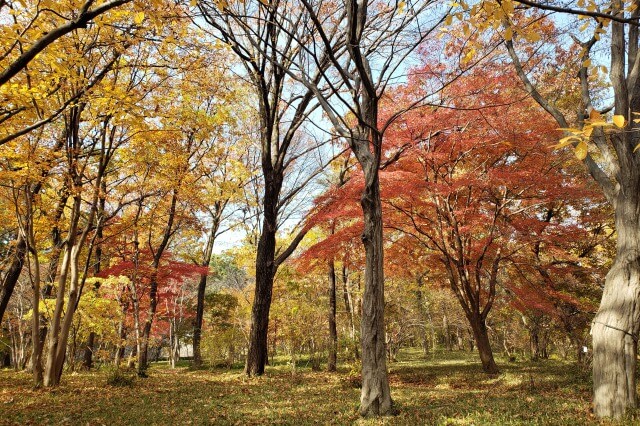 皇居東御苑の紅葉の見どころ｜二の丸雑木林周辺のもみじや様々な紅葉