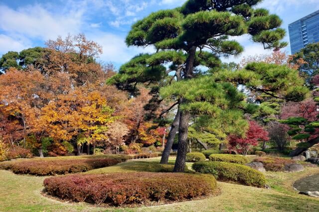 皇居東御苑の紅葉の見どころ｜江戸城二の丸庭園周辺のもみじ