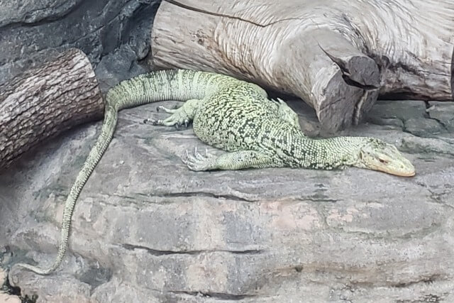 上野動物園のコガネオオトカゲ